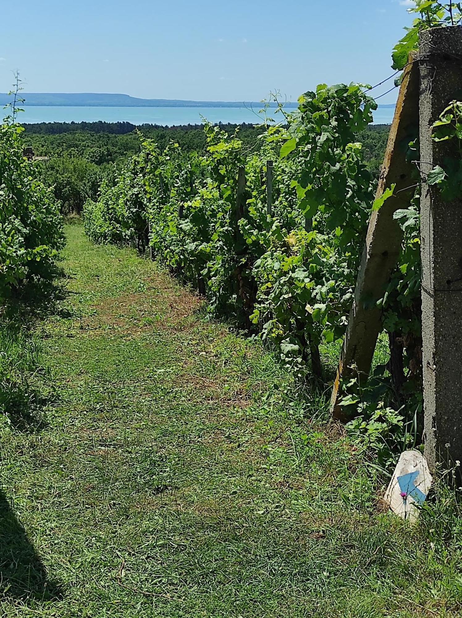 Napraszallas Vendeghaz Balatonakali Exteriör bild